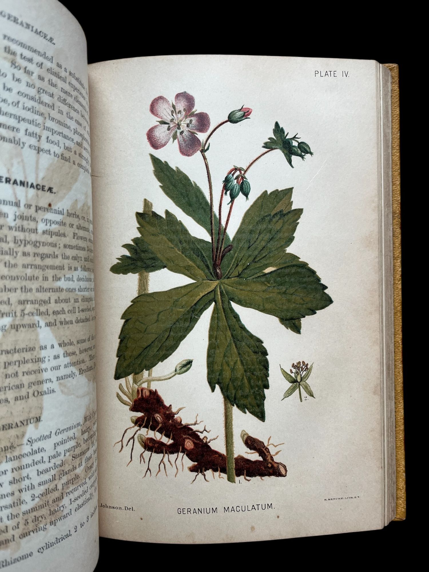 A Manual of the Medical Botany of North America | Laurence Johnson ...